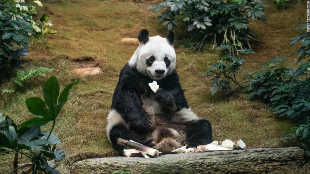 An An Worlds Oldest Male Giant Panda Dies In Hong Kong At Age 35 My Journey Indonesia 2709